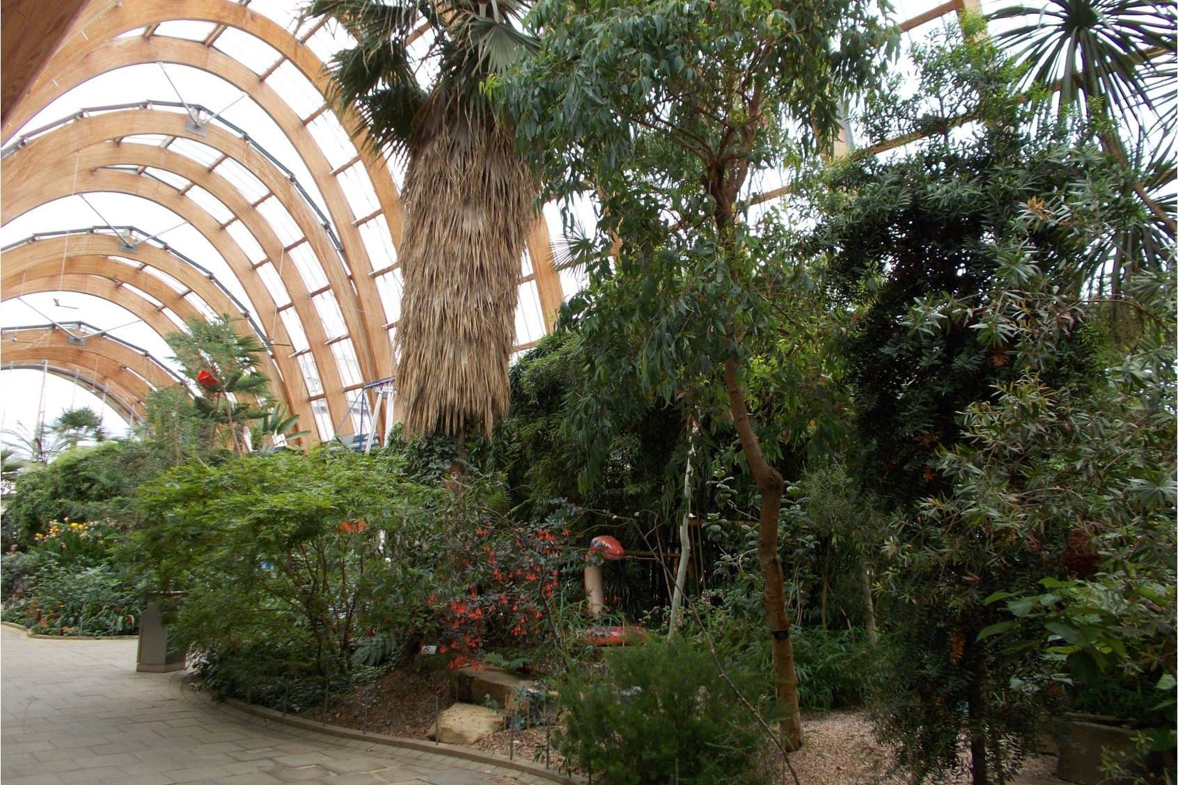 Green plants beneath the curved wooden and glass roof of Sheffield Winter Garden