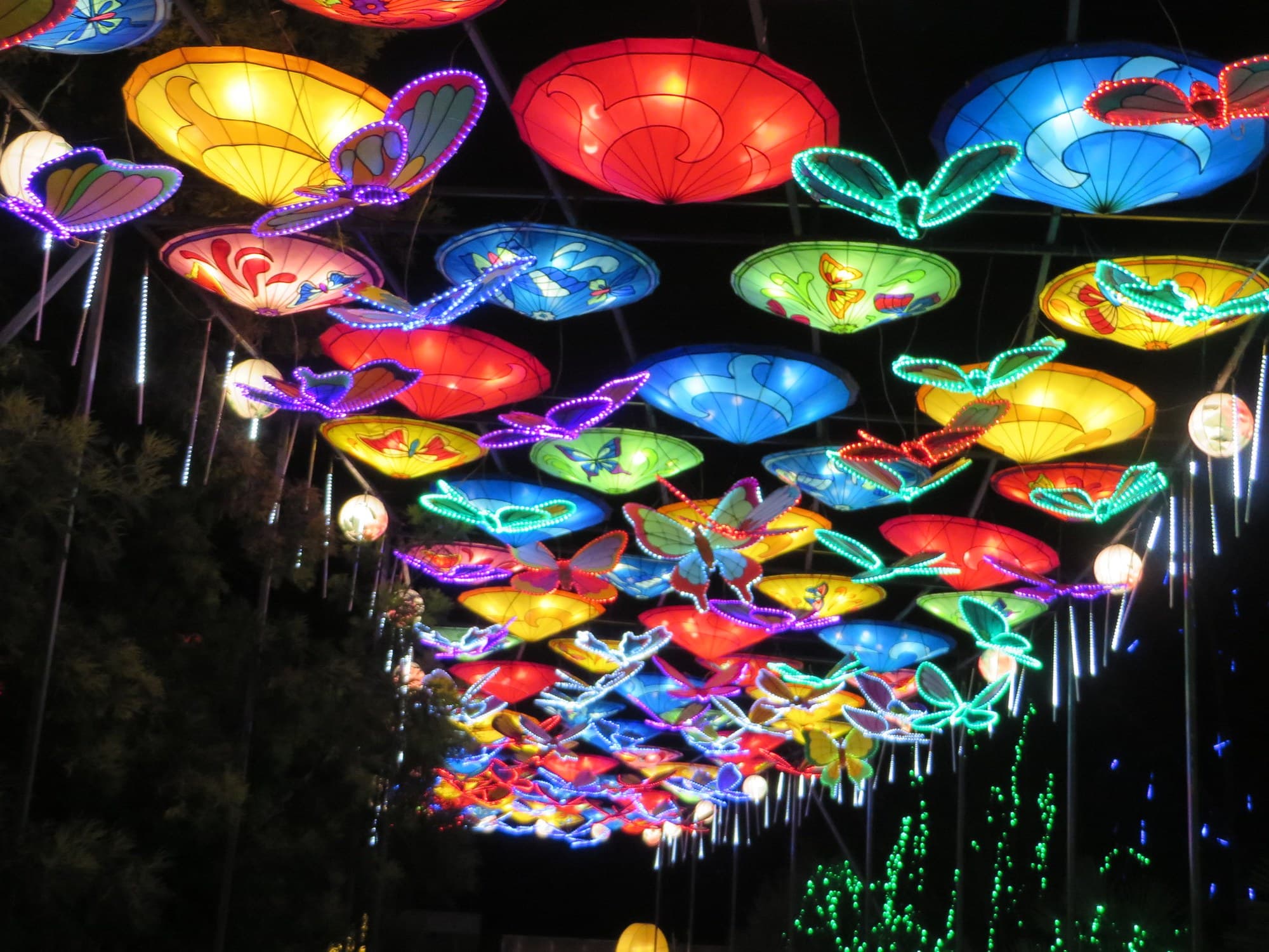 Colourful lanterns and illuminated butterflies suspended overhead at Dublin Zoo’s Wild Lights in December 2018
